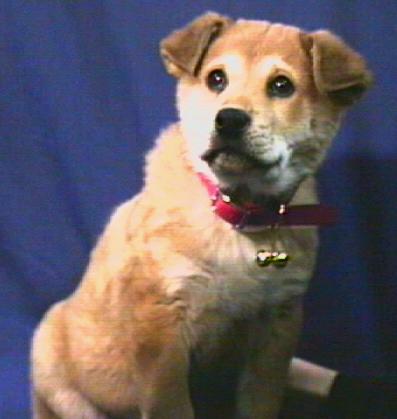 Our puppy, Tassel